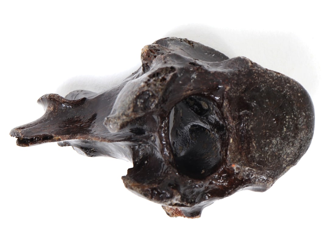 Wonderful Ancient Dinosaur Bone Section - 7