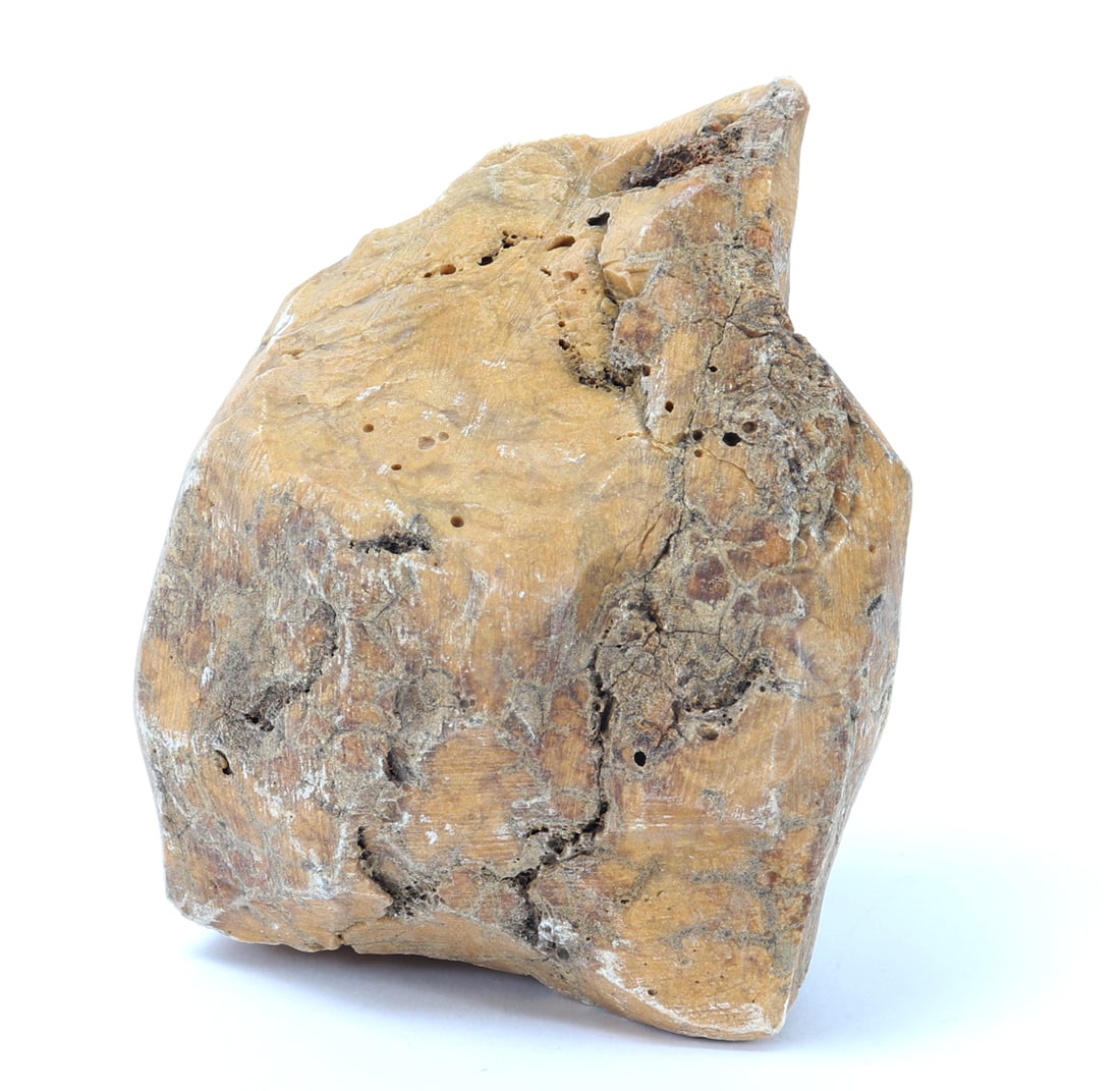 Ancient Fossilized Wood Section (1 of 6)