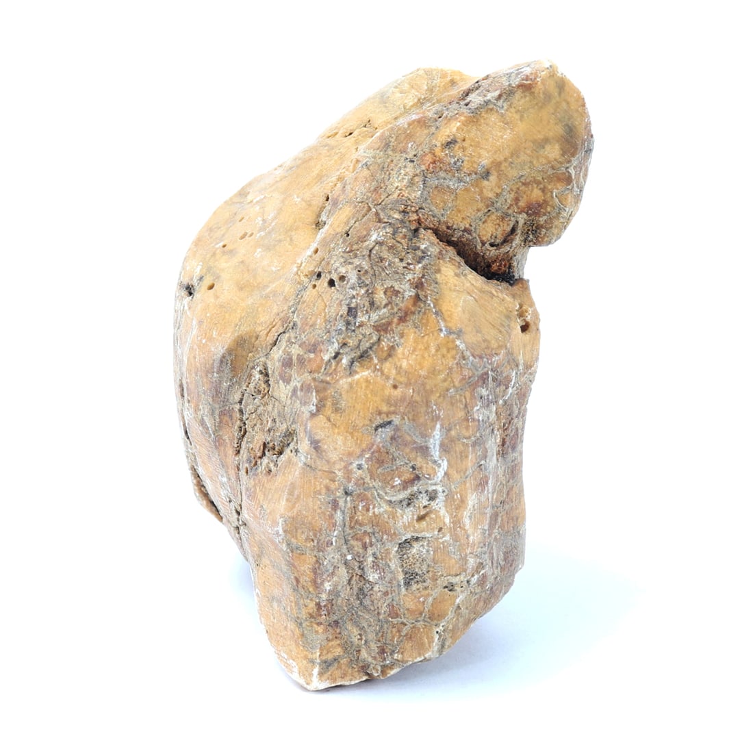 Ancient Fossilized Wood Section - 2