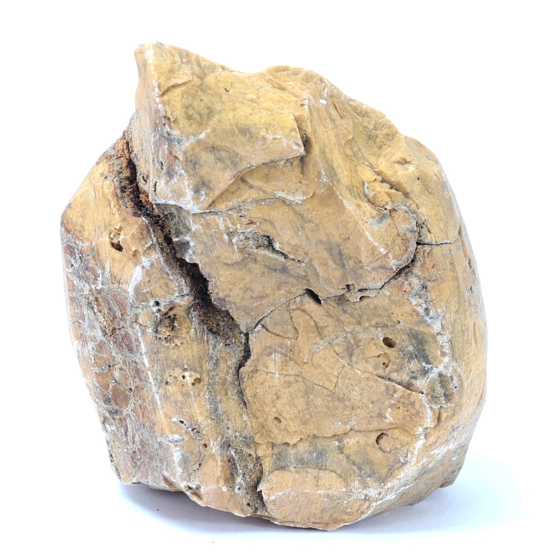 Ancient Fossilized Wood Section - 3