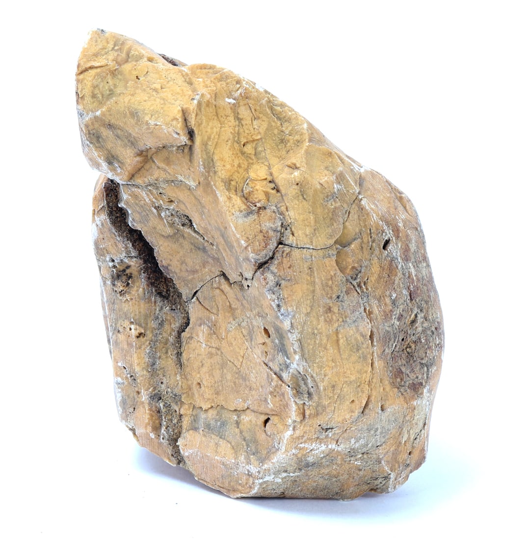 Ancient Fossilized Wood Section - 4