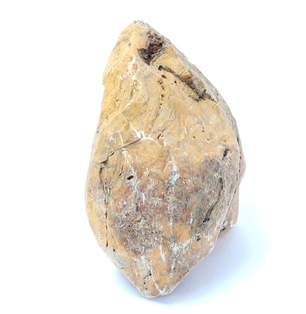 Ancient Fossilized Wood Section - 5