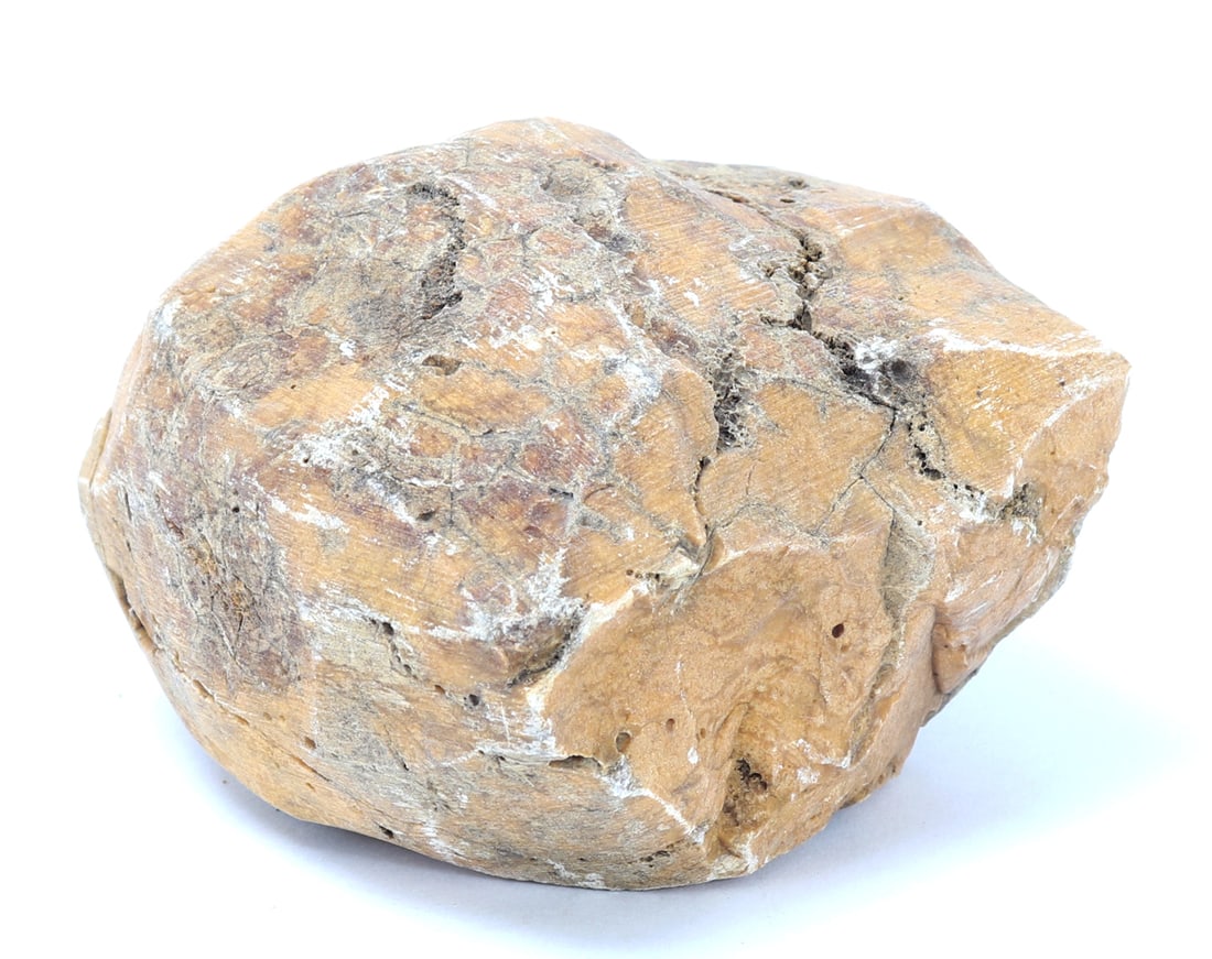 Ancient Fossilized Wood Section - 6