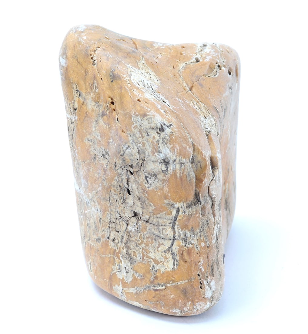 Fossilized Petrified Wood Section - 2