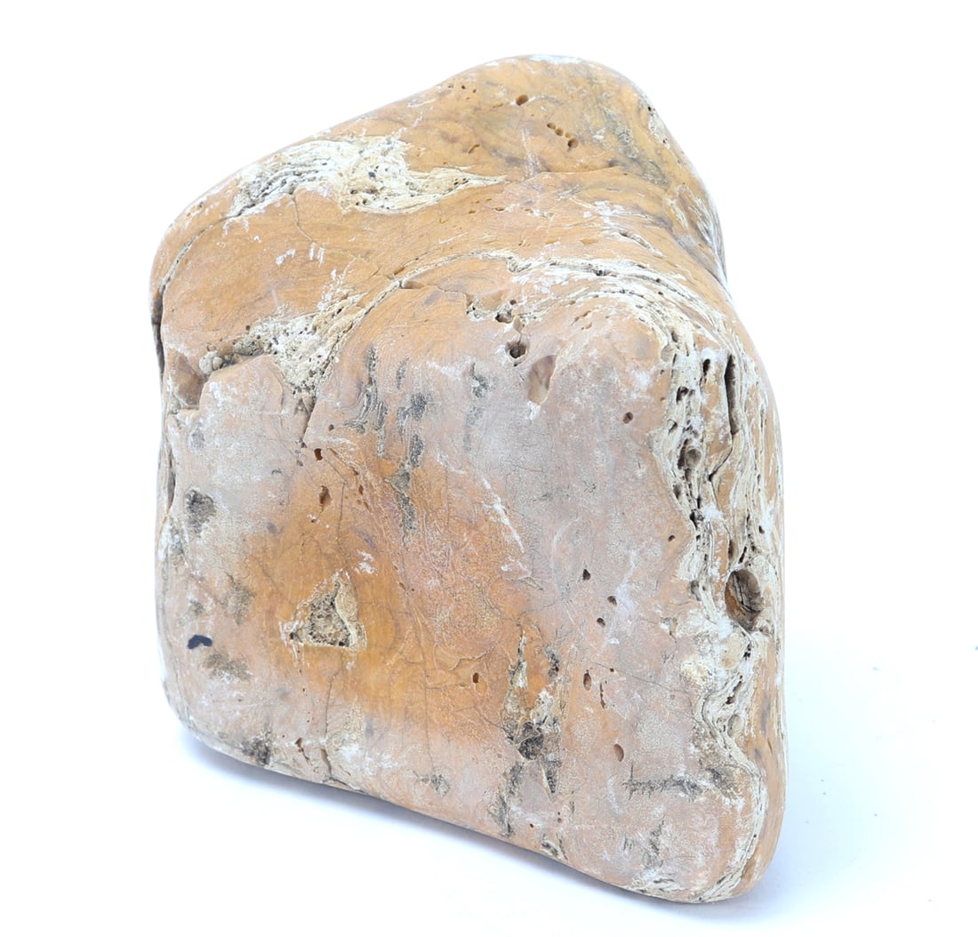 Fossilized Petrified Wood Section - 3