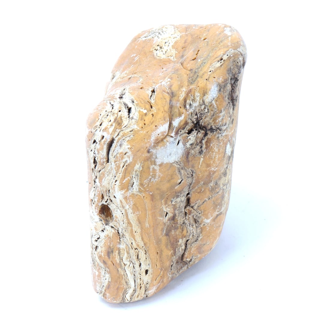 Fossilized Petrified Wood Section - 4