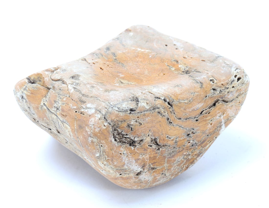 Fossilized Petrified Wood Section - 5