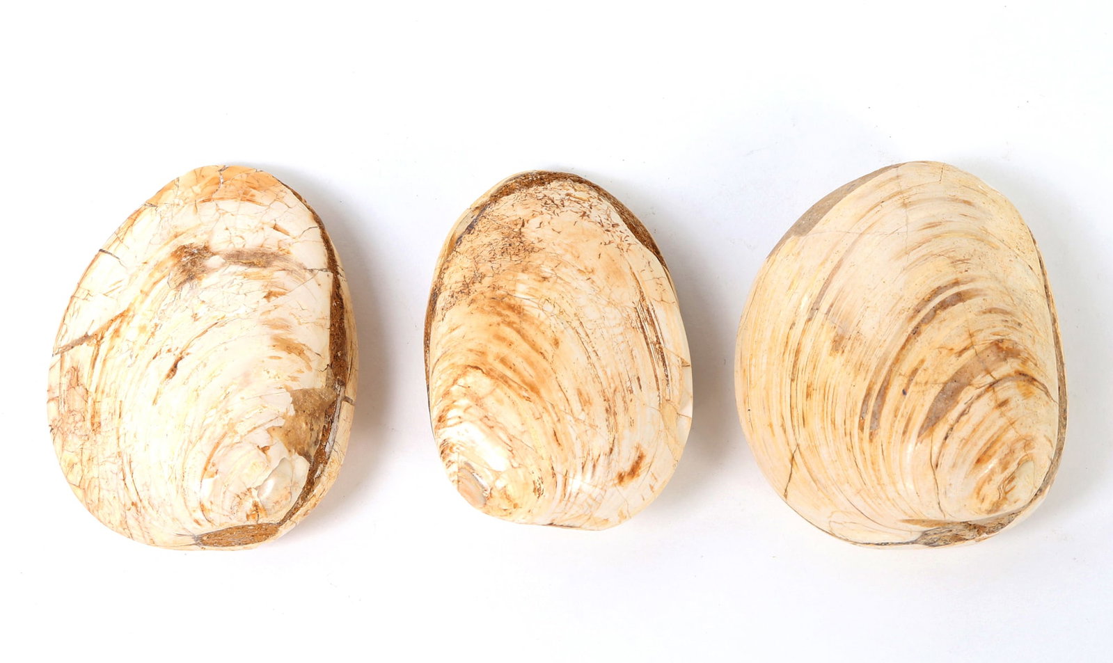 Fine Group of Three Ancient Fossilized Clamshells: Three ancient fossilized clamshells with wonderful iridescence throughout. Caramel banding throughout with natural earthen deposits throughout. Size 2 7/8" L, Weight 199 g
