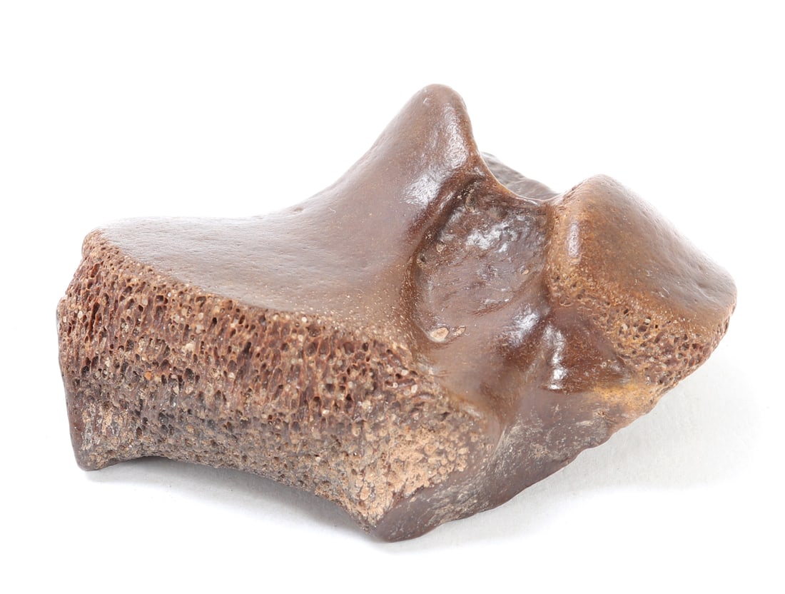 Wonderful Woolly Mammoth Vertebra Section: Pleistocene Woolly Mammoth vertebra. Fine fossilized and well preserved woolly mammoth vertebra with a rich dark brown and gray patina typical of permafrost-preserved fossils. Size 3" L, Weight 98 g