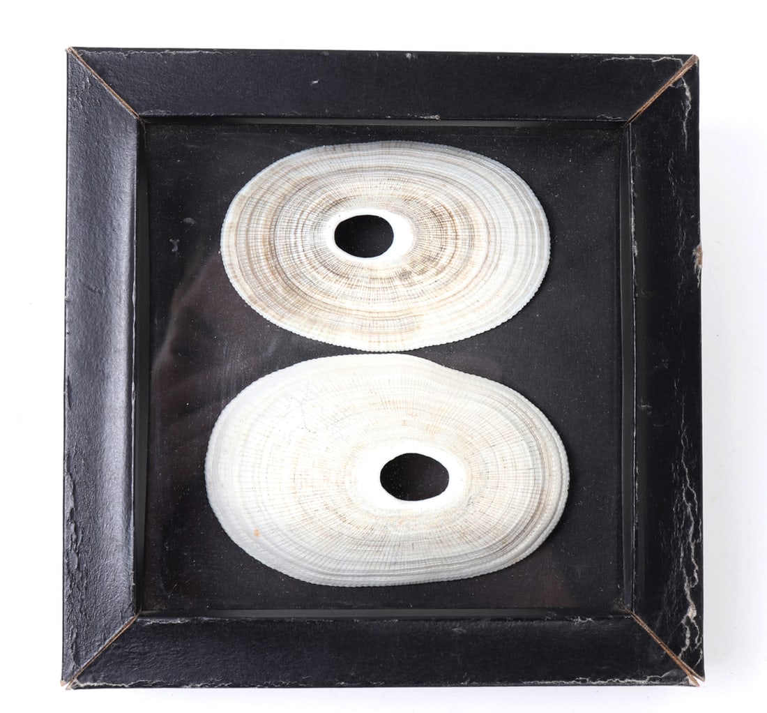 Well Preserved Old Clam Shells in Frame: Finely preserved clam shells in mounted frame shadow box. Each appear to be intact however not reviewed outside of the box. Size box 6 1/2" H x 2" W, largest shell 3 3/4" W