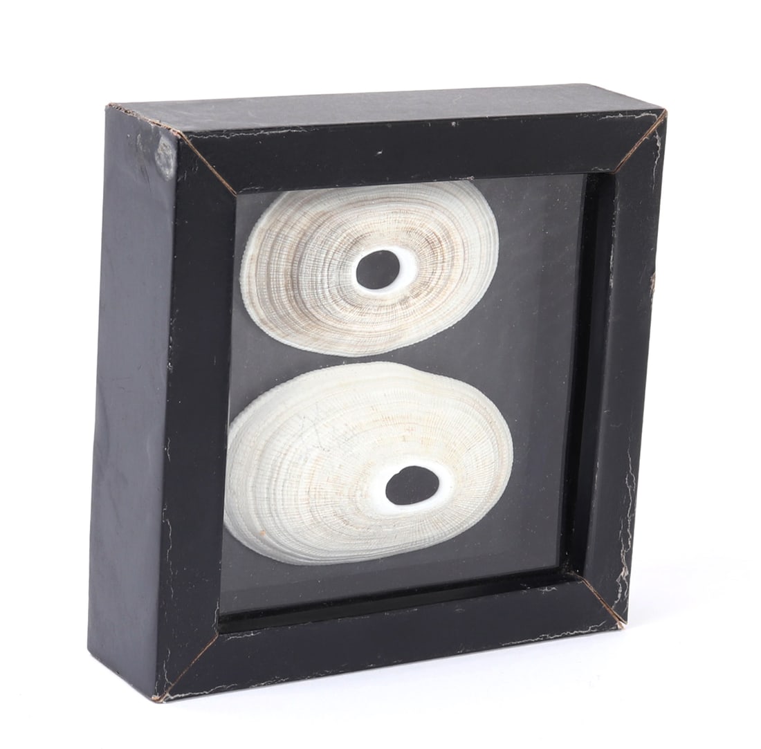 Well Preserved Old Clam Shells in Frame - 2