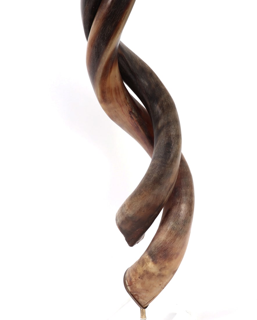 Mounted Interwoven Kudu Horns - 6