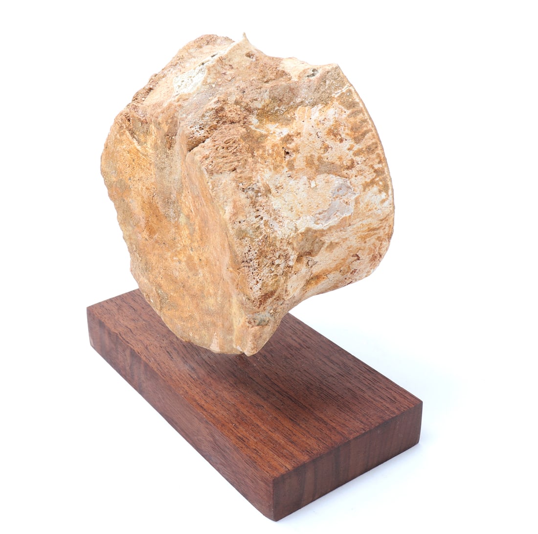 Mounted Petrified Wood Specimen - 2