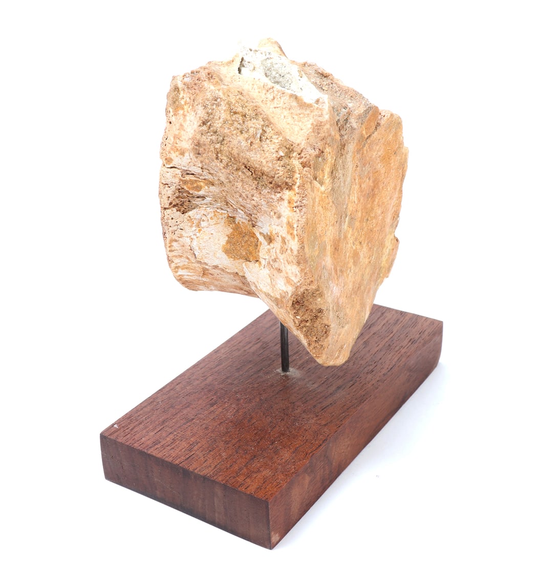 Mounted Petrified Wood Specimen - 3