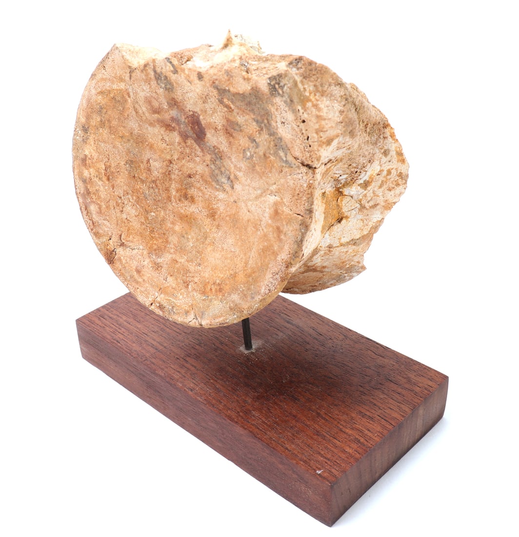 Mounted Petrified Wood Specimen - 4