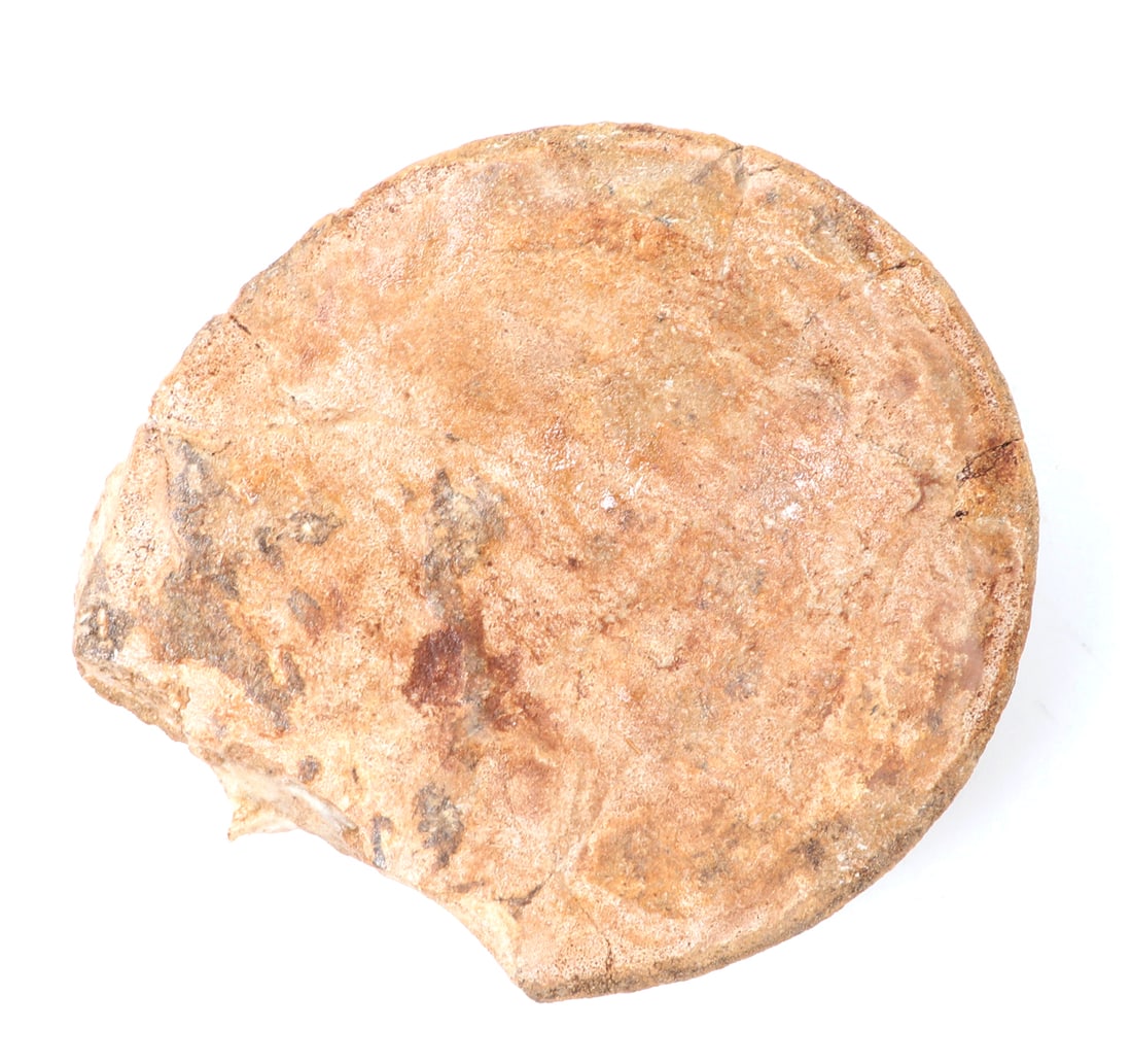 Mounted Petrified Wood Specimen - 7
