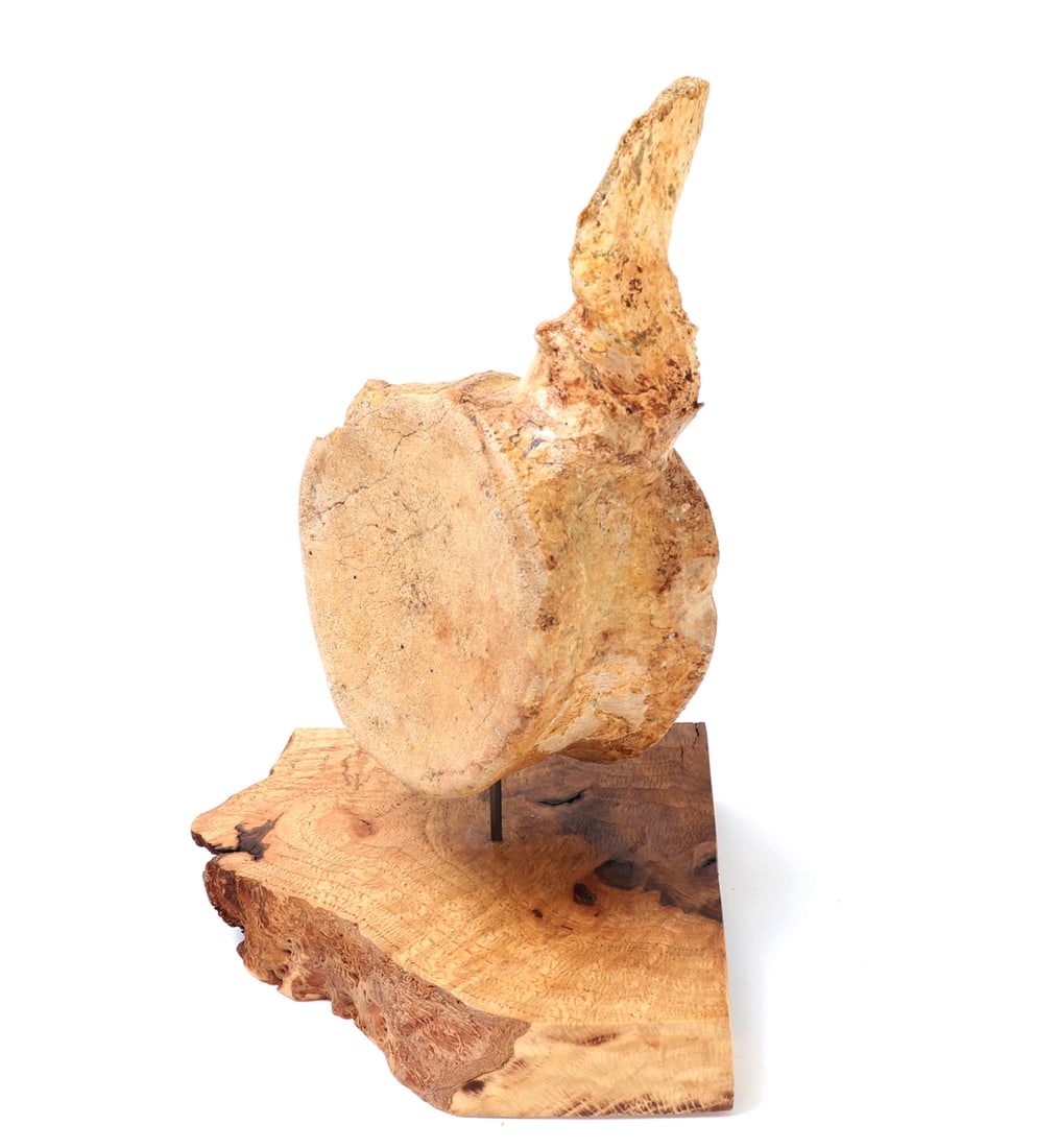 Mounted Fossil Vertebra Specimen - 2