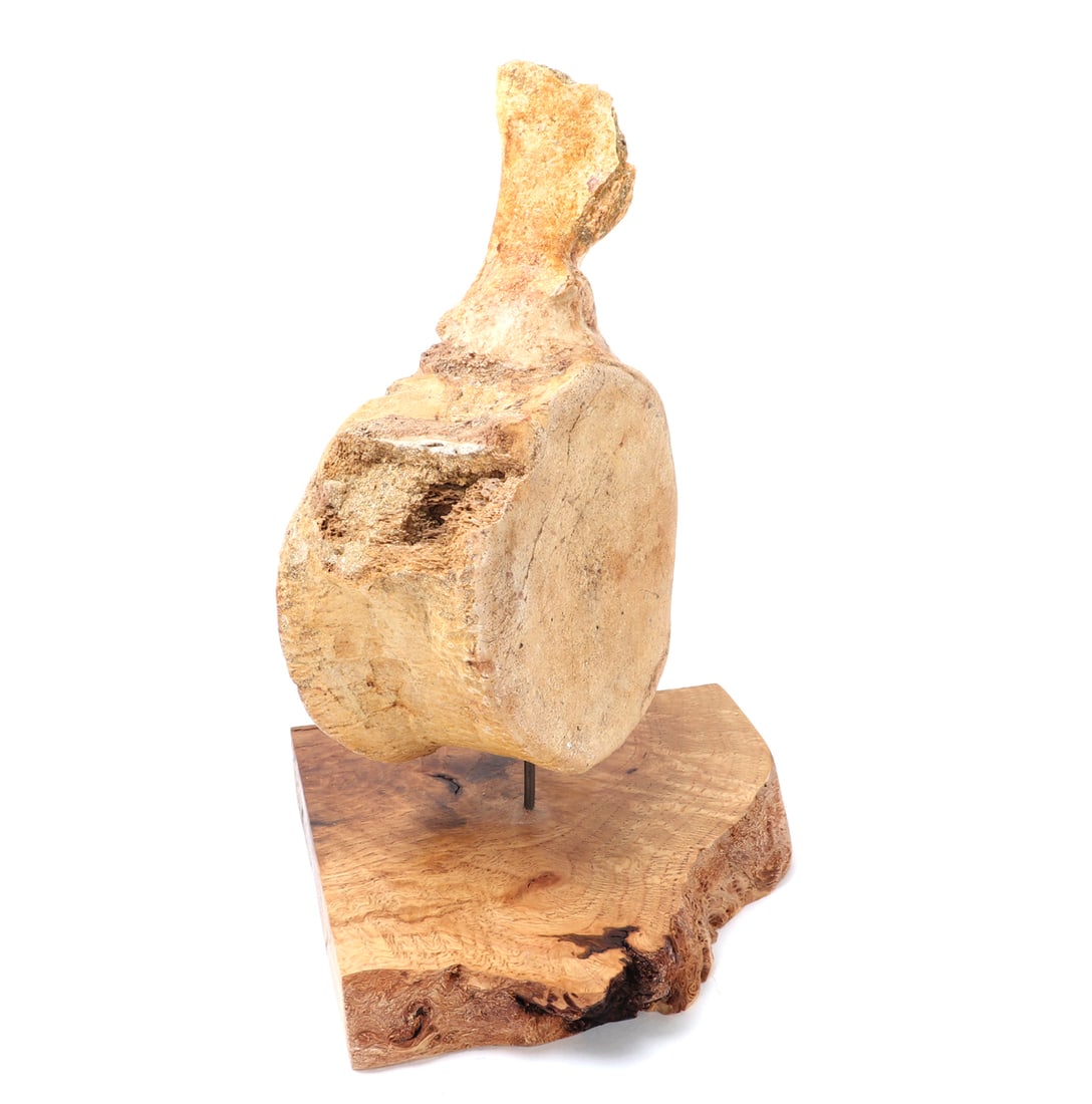 Mounted Fossil Vertebra Specimen - 3