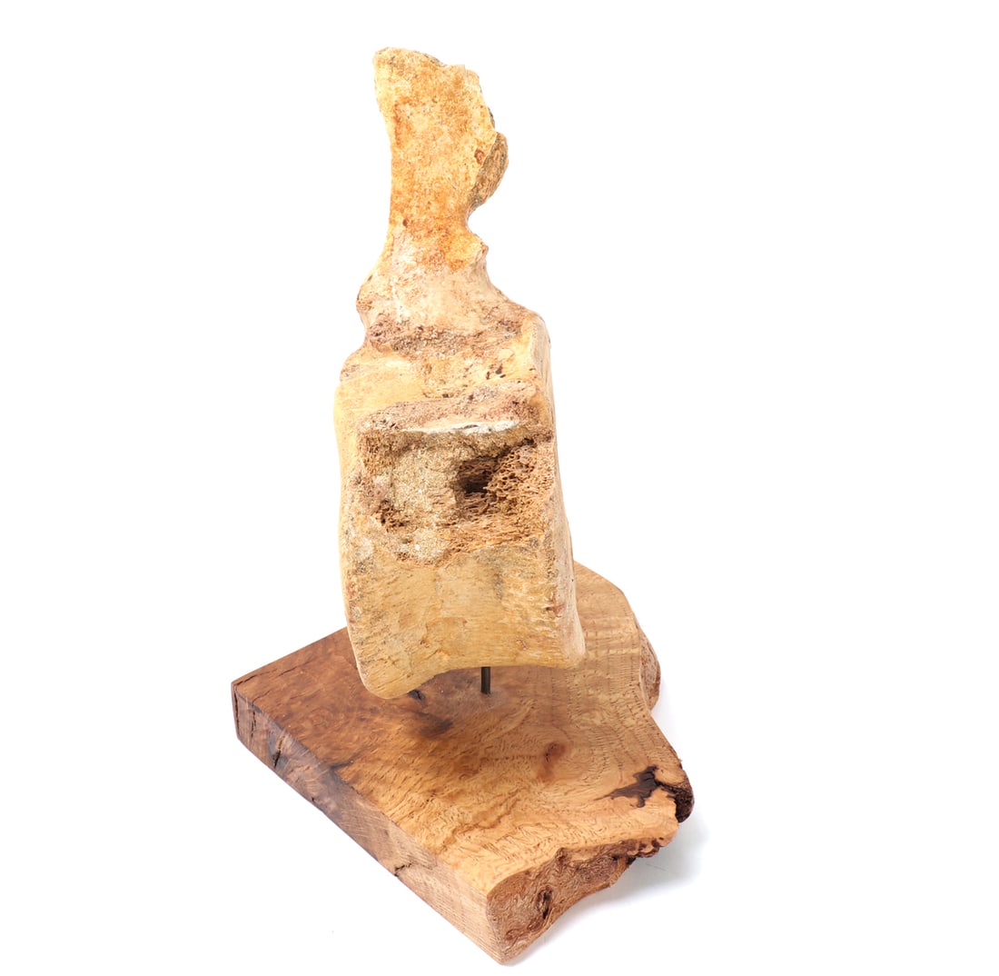 Mounted Fossil Vertebra Specimen - 4