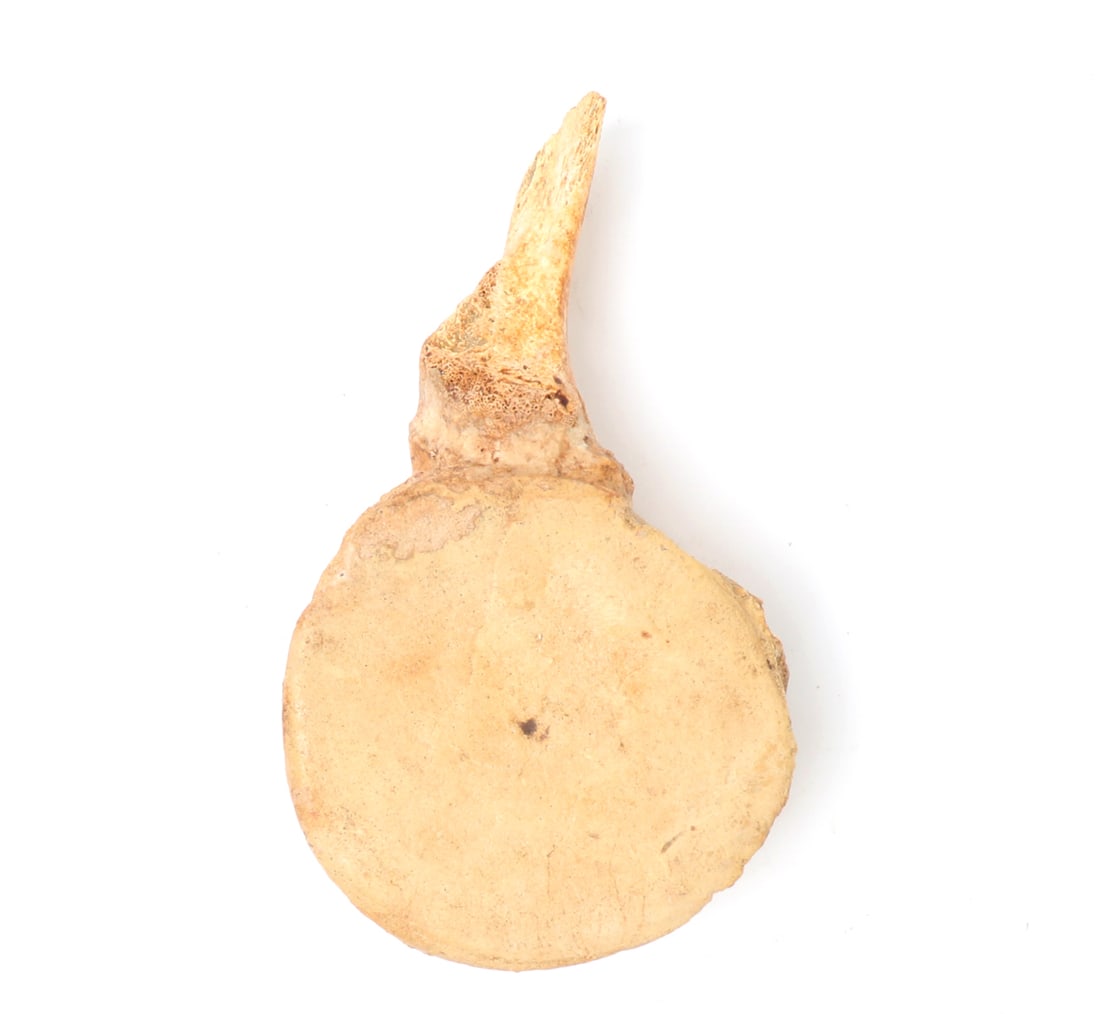 Mounted Fossil Vertebra Specimen - 7