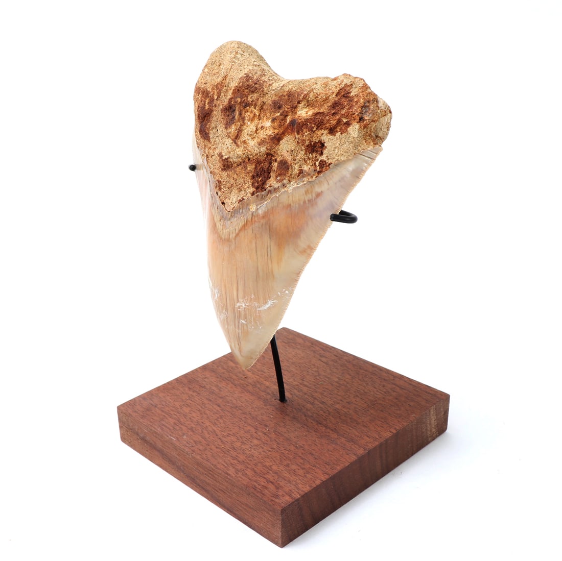 Mounted Fossil Megalodon Tooth - 2