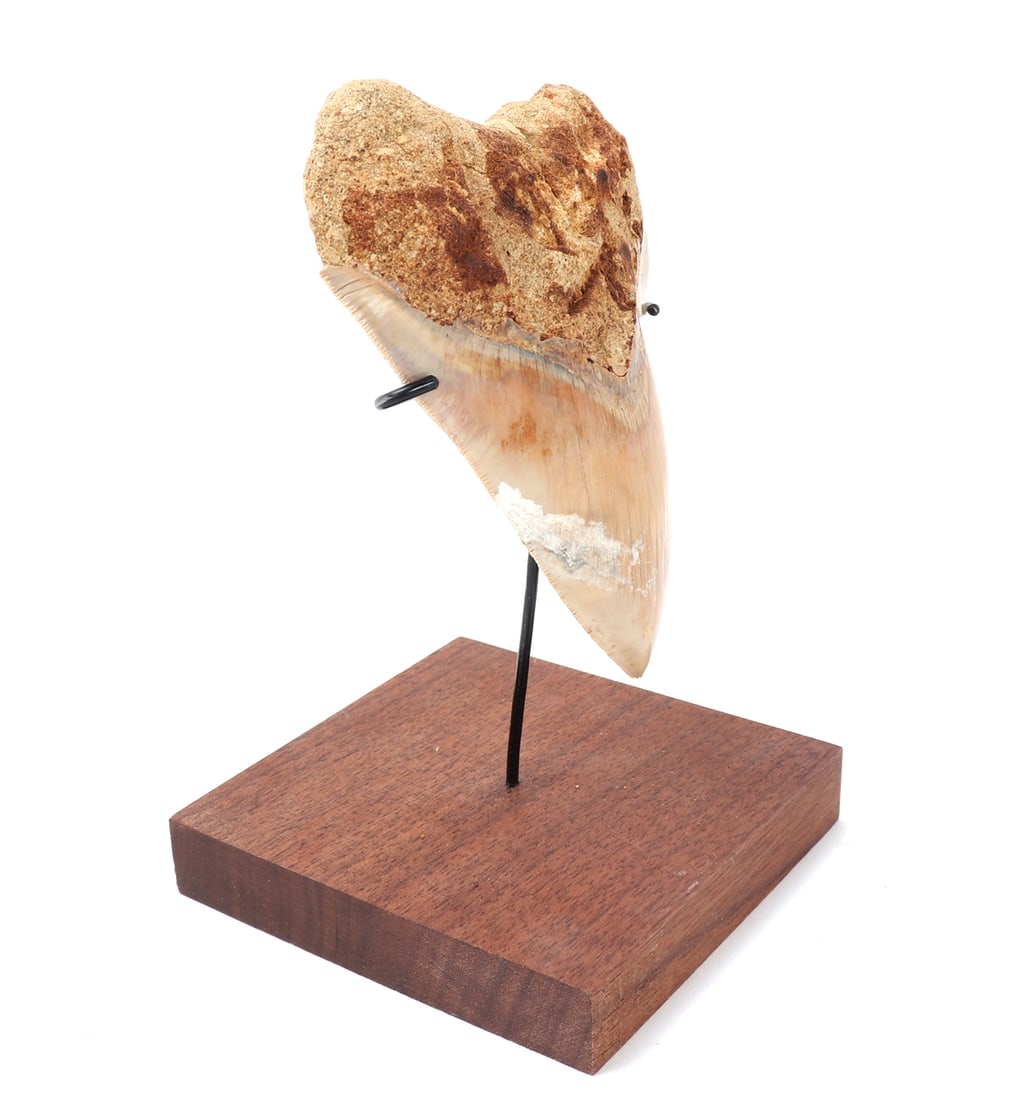 Mounted Fossil Megalodon Tooth - 3
