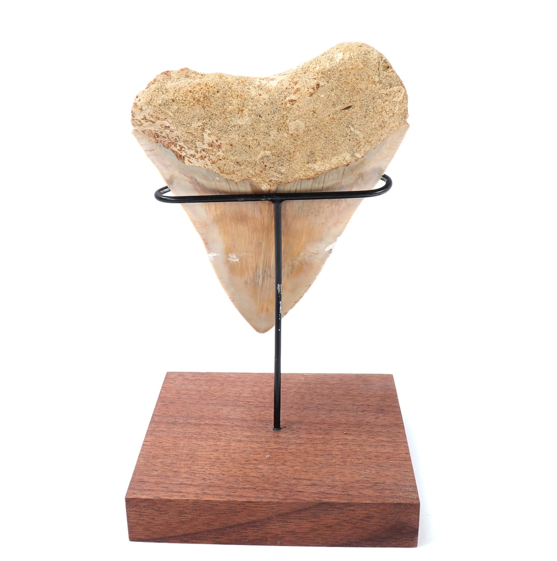 Mounted Fossil Megalodon Tooth - 4