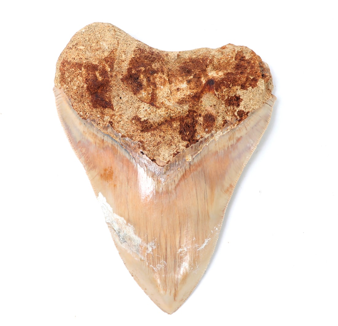 Mounted Fossil Megalodon Tooth - 5