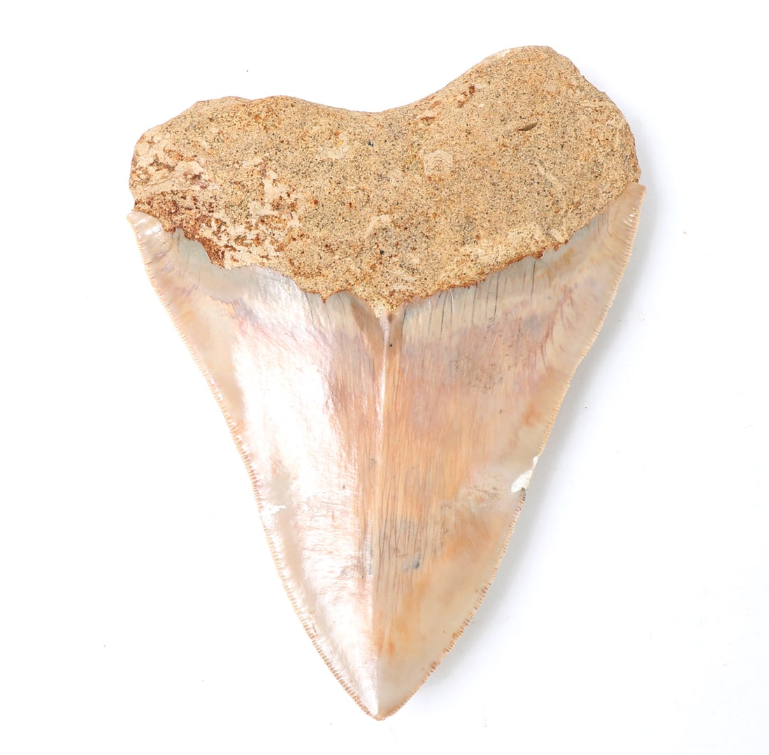 Mounted Fossil Megalodon Tooth - 6