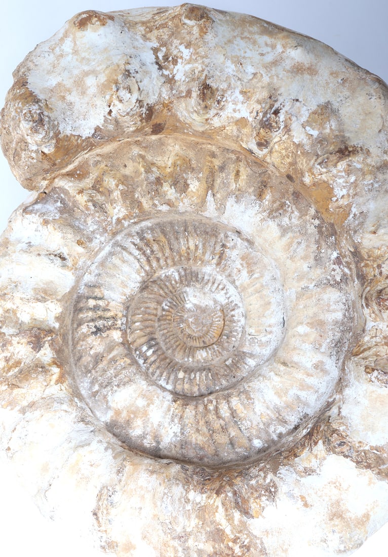 Large Ammonite Fossil - 2