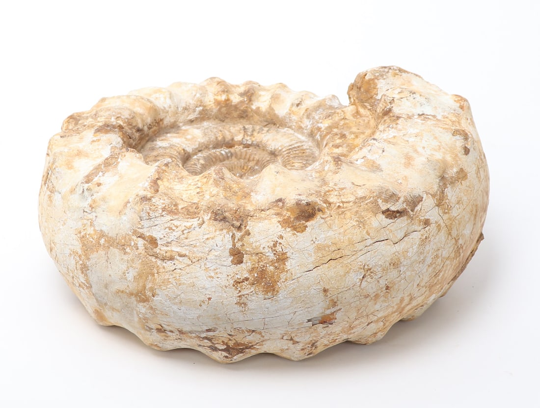 Large Ammonite Fossil - 3
