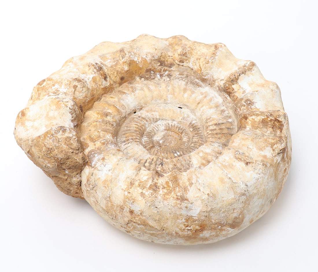 Large Ammonite Fossil - 4