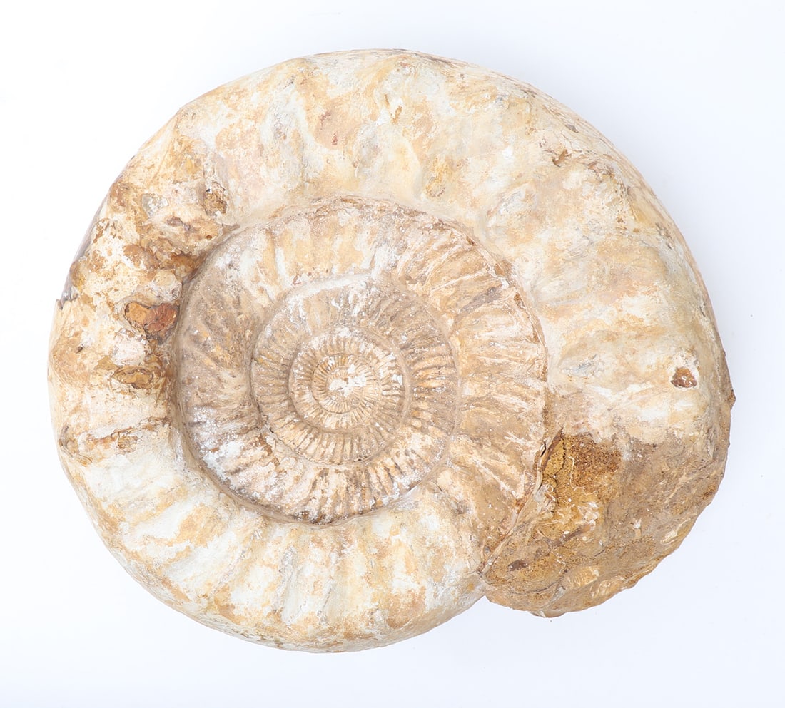 Large Ammonite Fossil - 5