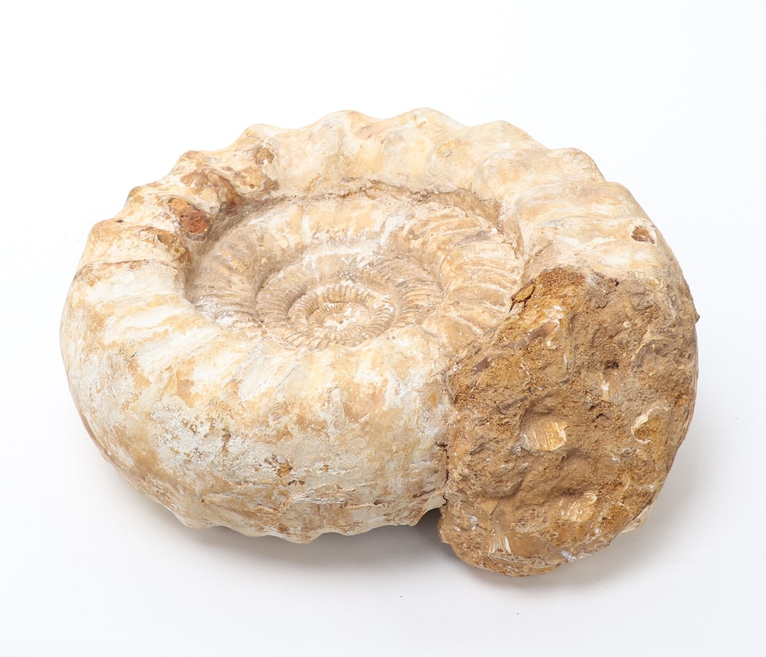 Large Ammonite Fossil - 6