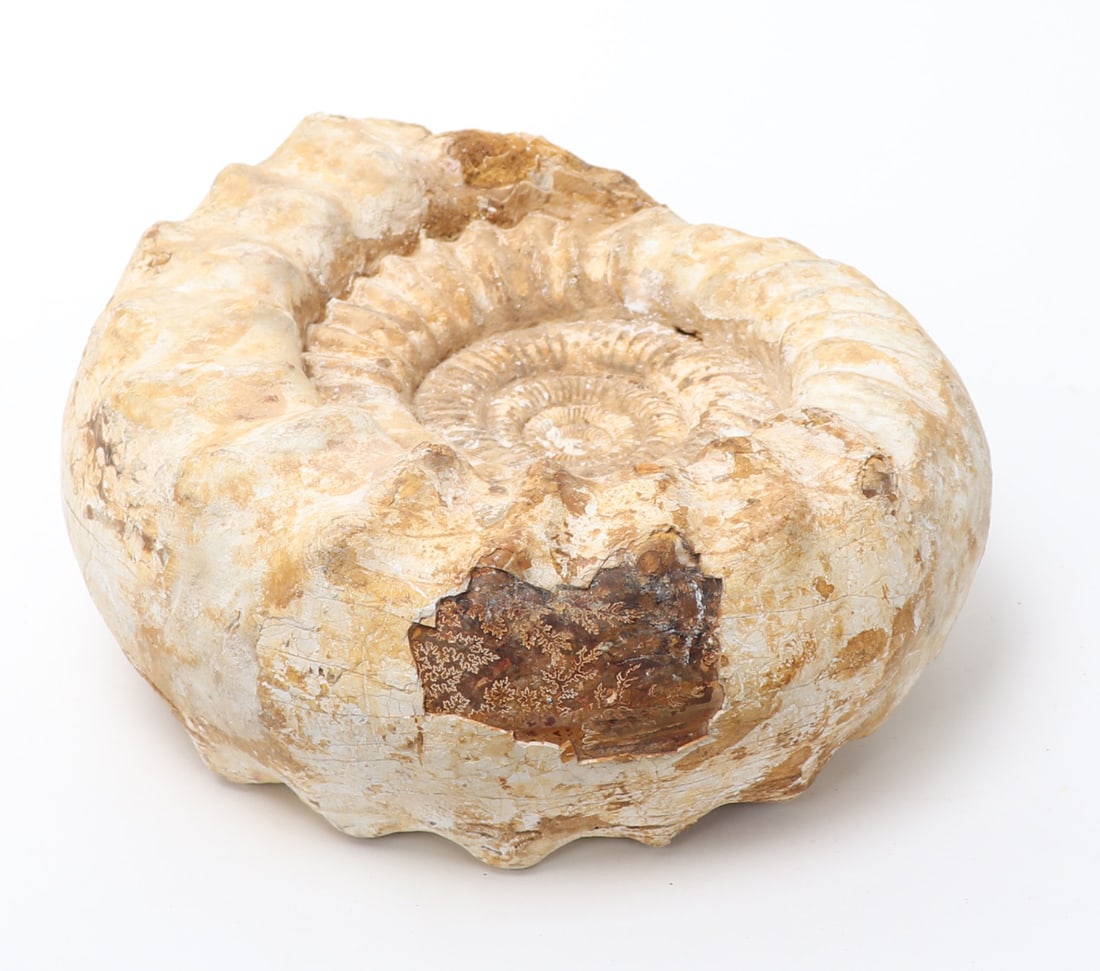 Large Ammonite Fossil - 7