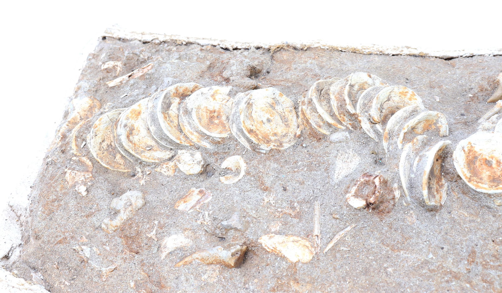 Handsome Ichthyosaur Tail Fossil in Matrix - 2