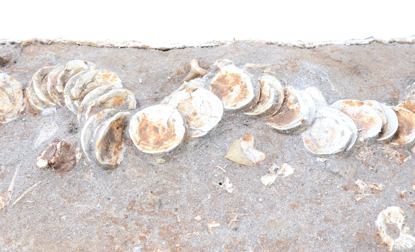 Handsome Ichthyosaur Tail Fossil in Matrix - 3
