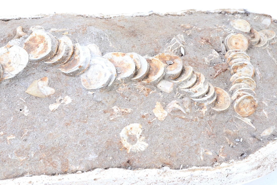 Handsome Ichthyosaur Tail Fossil in Matrix - 4