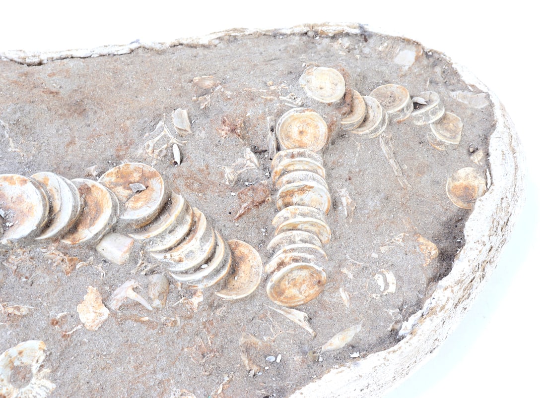 Handsome Ichthyosaur Tail Fossil in Matrix - 5