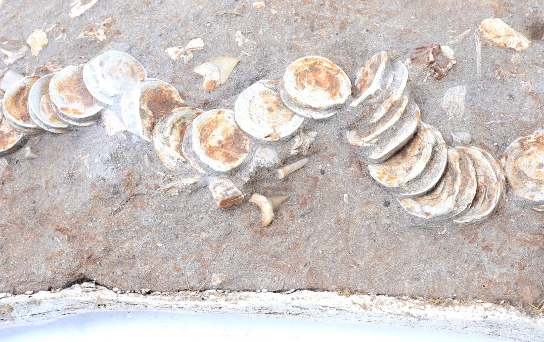Handsome Ichthyosaur Tail Fossil in Matrix - 6