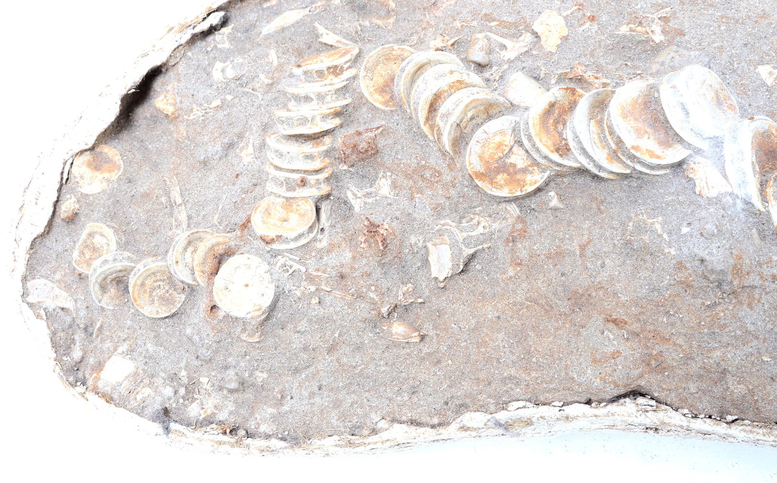 Handsome Ichthyosaur Tail Fossil in Matrix - 7