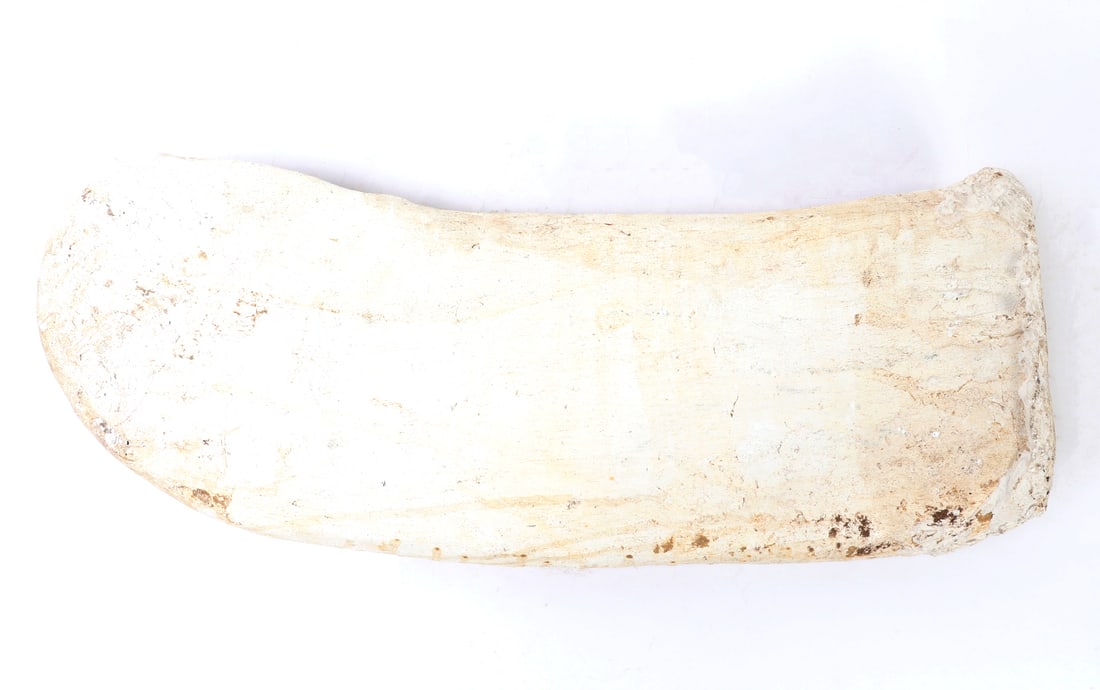 Handsome Ichthyosaur Tail Fossil in Matrix - 8