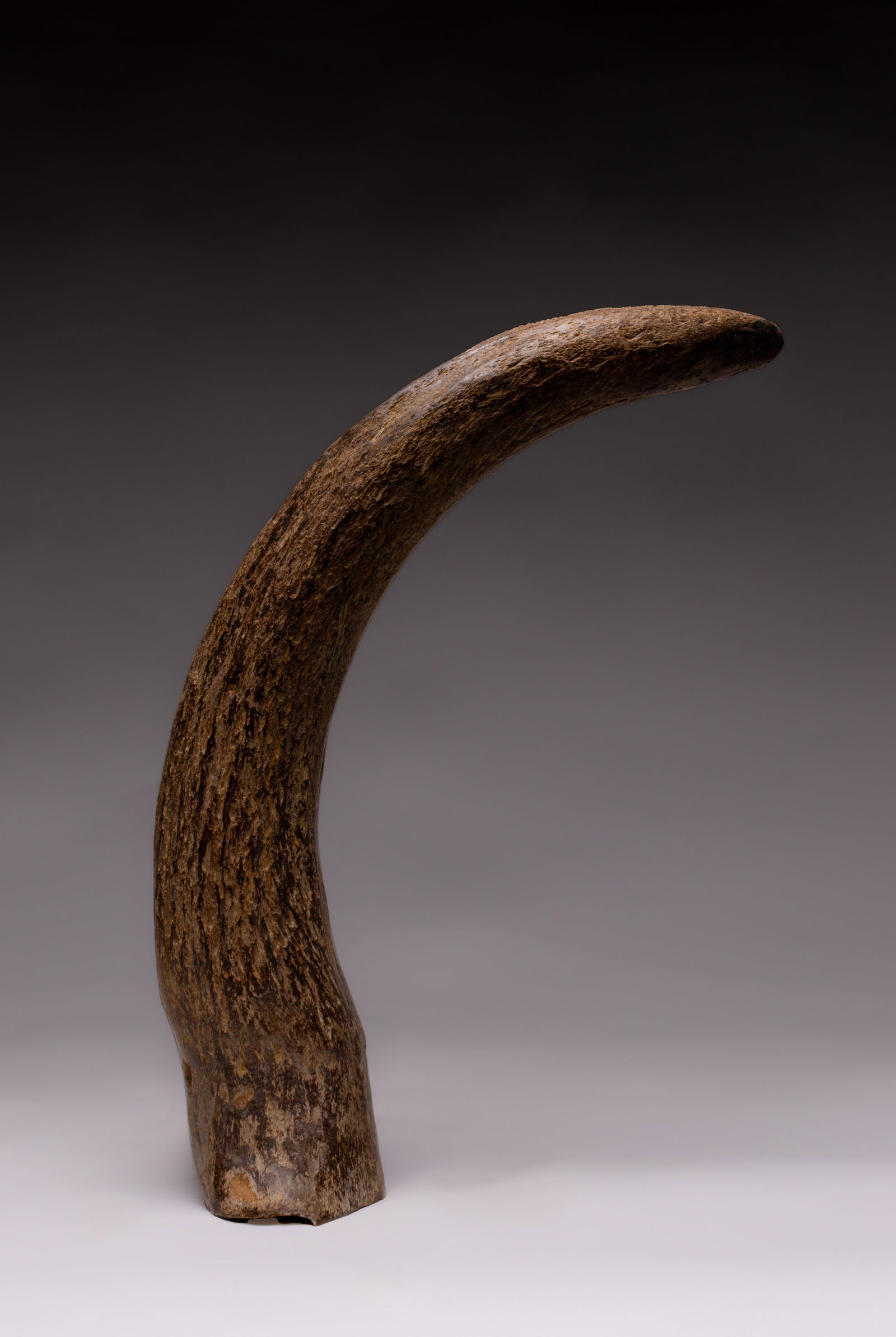 Ancient Fossilized Horn - 2