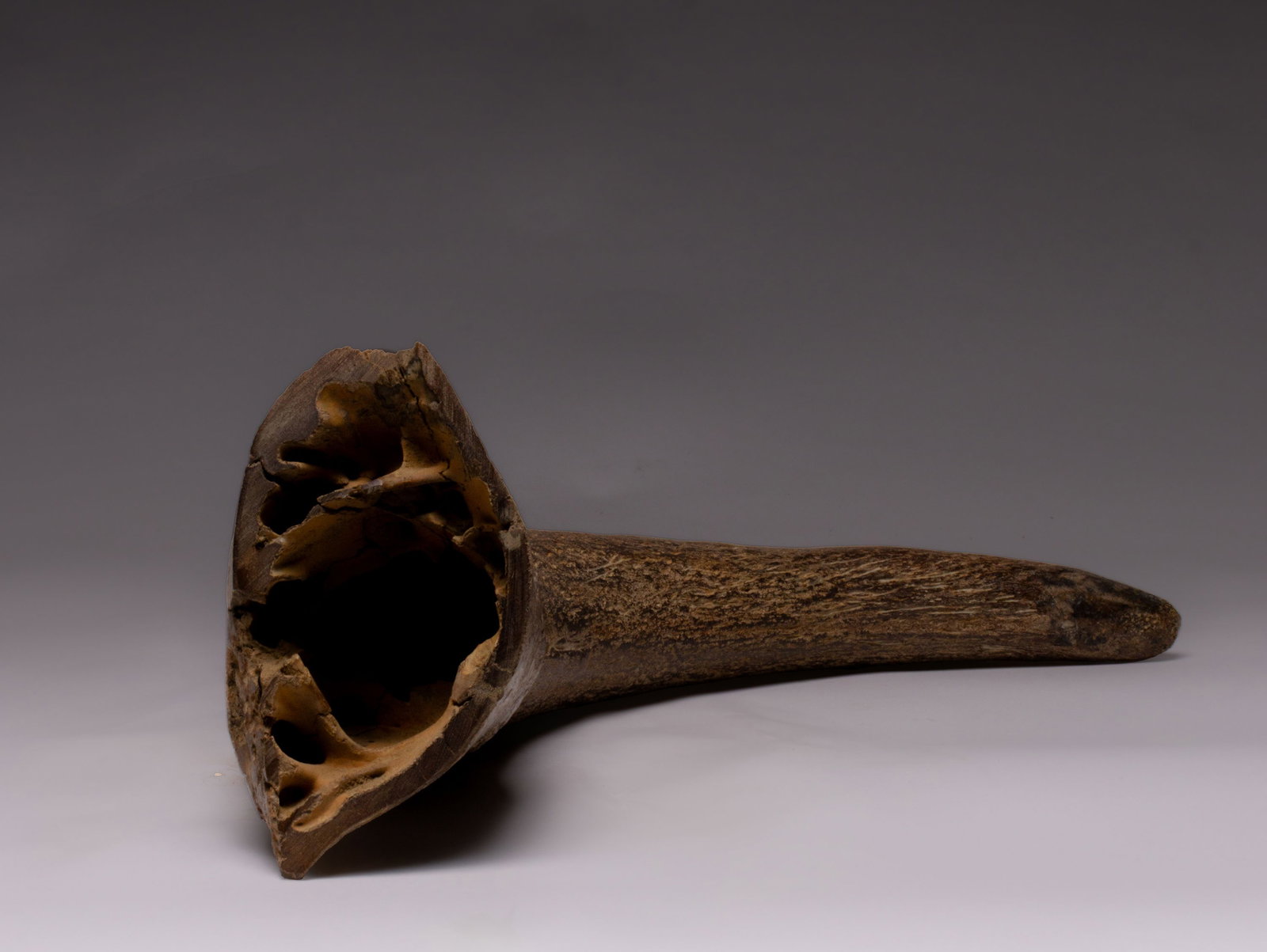 Ancient Fossilized Horn - 3