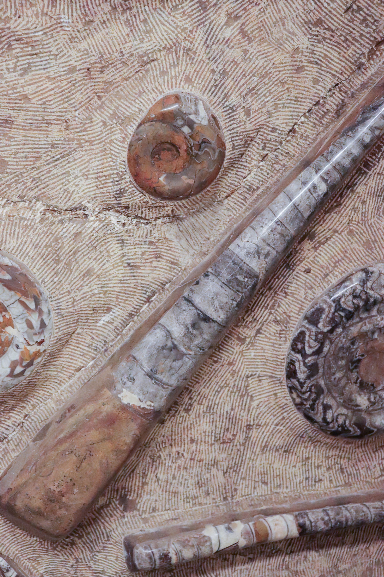 Large Fossil Panel, extracted late 20th C. - 2
