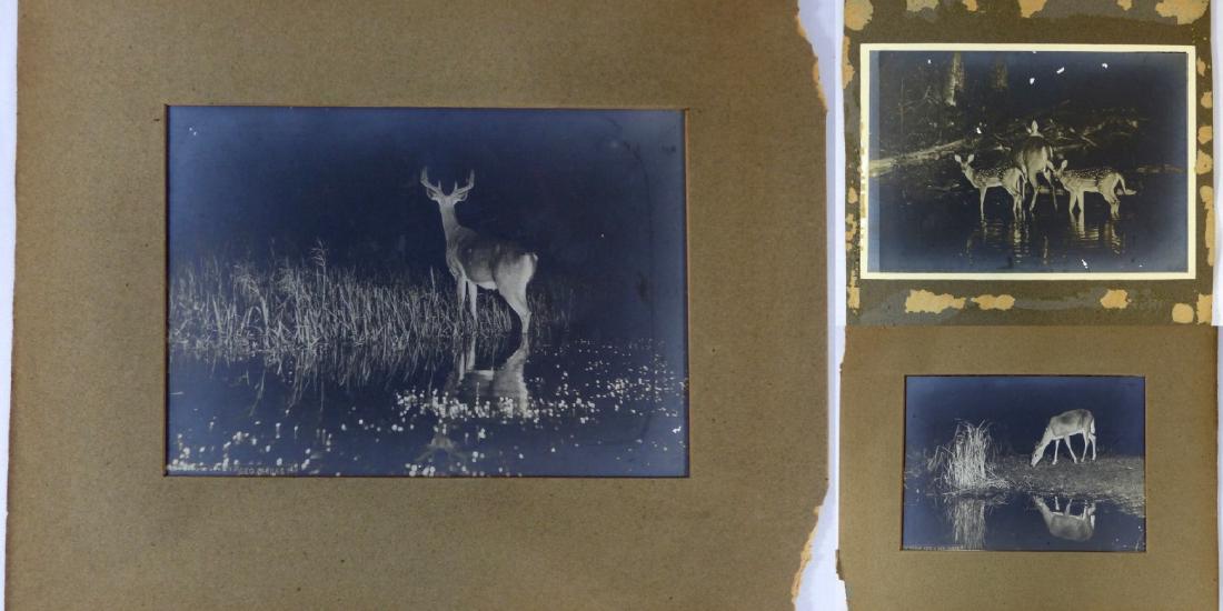 3pc GEORGE SHIRAS III PHOTOGRAPHS OF DEER AT NIGHT (1 of 10)