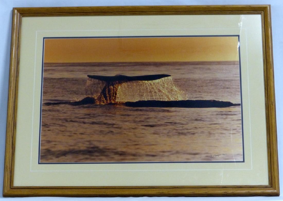 THOMAS MANGELSEN SIGNED PHOTOGRAPH WHALES SOUNDING: Thomas Mangelsen photograph depicting a gray whale sounding. Limited edition of 950. Signed lower right. Frame from "Woodlands 2000" a program created to conserve and expand North American hardwood fo