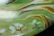 2pc BLAKEMAN & HENDERSON LIMOGES GAME PLATES - 4