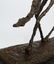 ALBERTO GIACOMETTI 'LE CHIEN' BRONZE SCULPTURE - 9