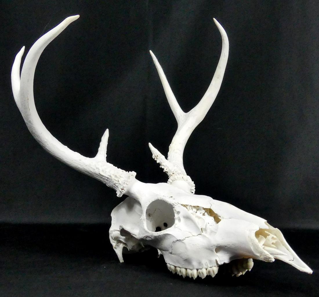 DEER SKULL: Deer skull with antlers. Measures 16" (40.5cm) length x 11 1/2" (29cm) height.